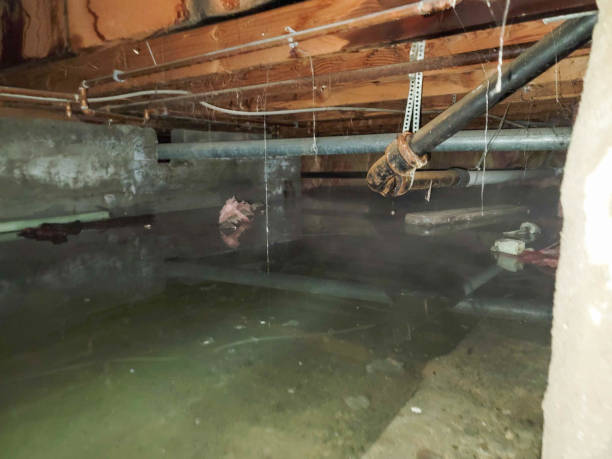 Best Mold removal after water damage  in South Paris, ME